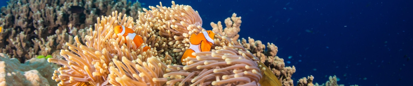 Coral Reef Symbiosis: The Underwater Partnerships That Keep Reefs Alive
