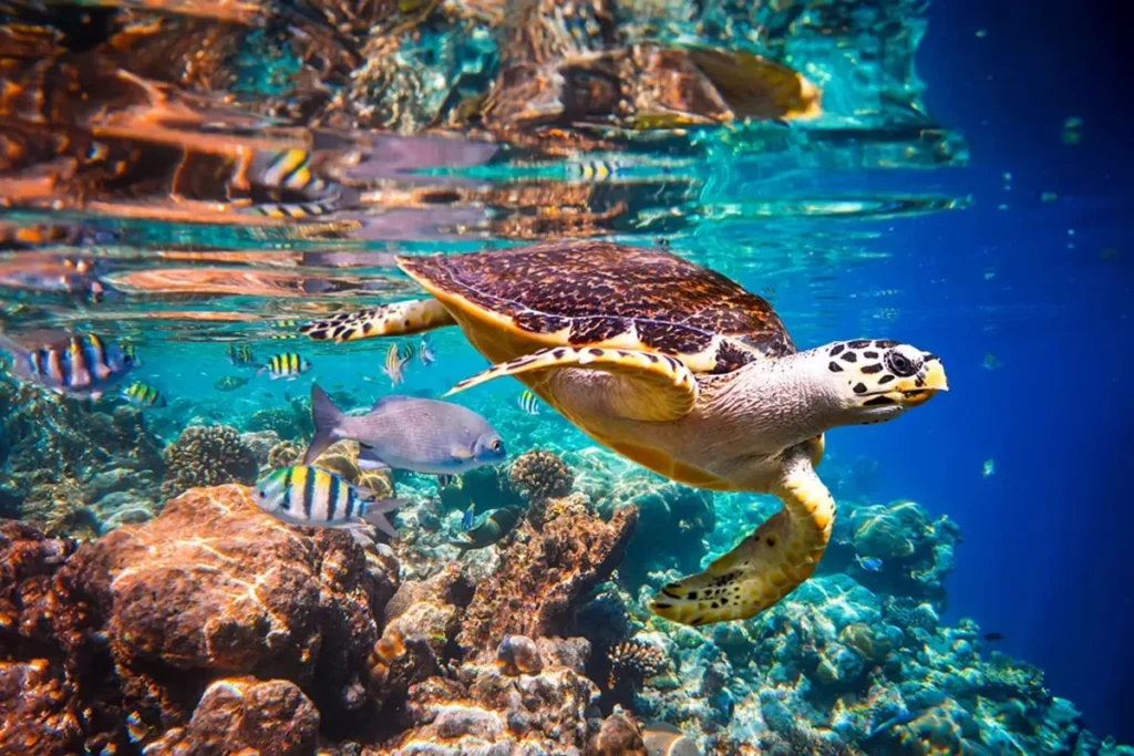 Coral Reefs: The Rainforests of the Sea
