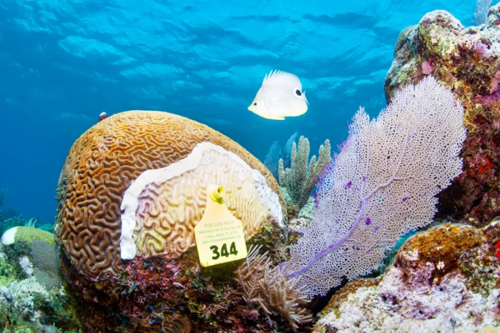How Coral Tissue Loss Disease Moves From Colony to Colony
