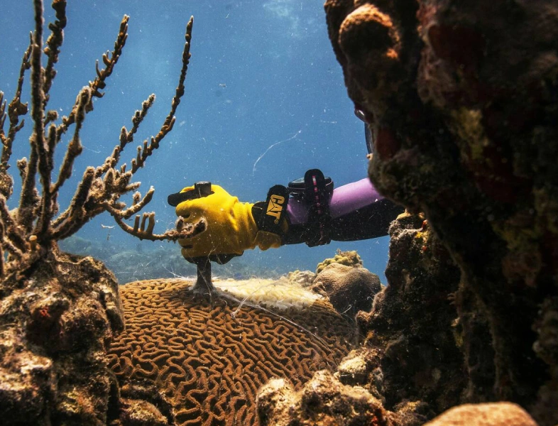Stony Coral Tissue Loss Disease: How a Fast-Moving Outbreak Is Reshaping Caribbean Reefs