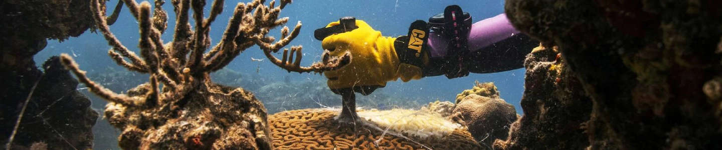 Stony Coral Tissue Loss Disease: How a Fast-Moving Outbreak Is Reshaping Caribbean Reefs