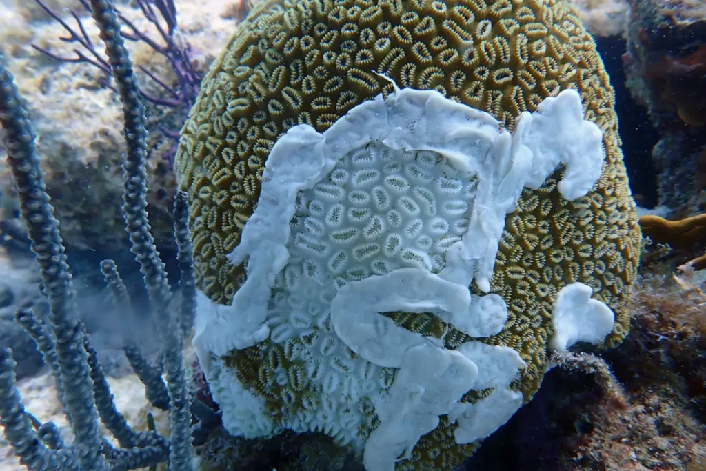 What Stony Coral Tissue Loss Disease Actually Is

