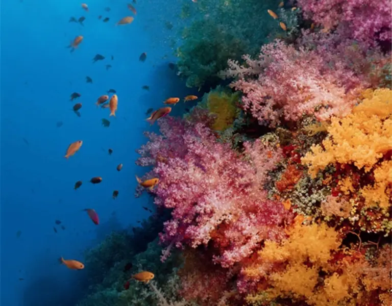 9 sustainability solutions businesses can back for nature positive impact and coastal defense