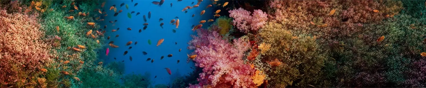 9 sustainability solutions businesses can back for nature positive impact and coastal defense