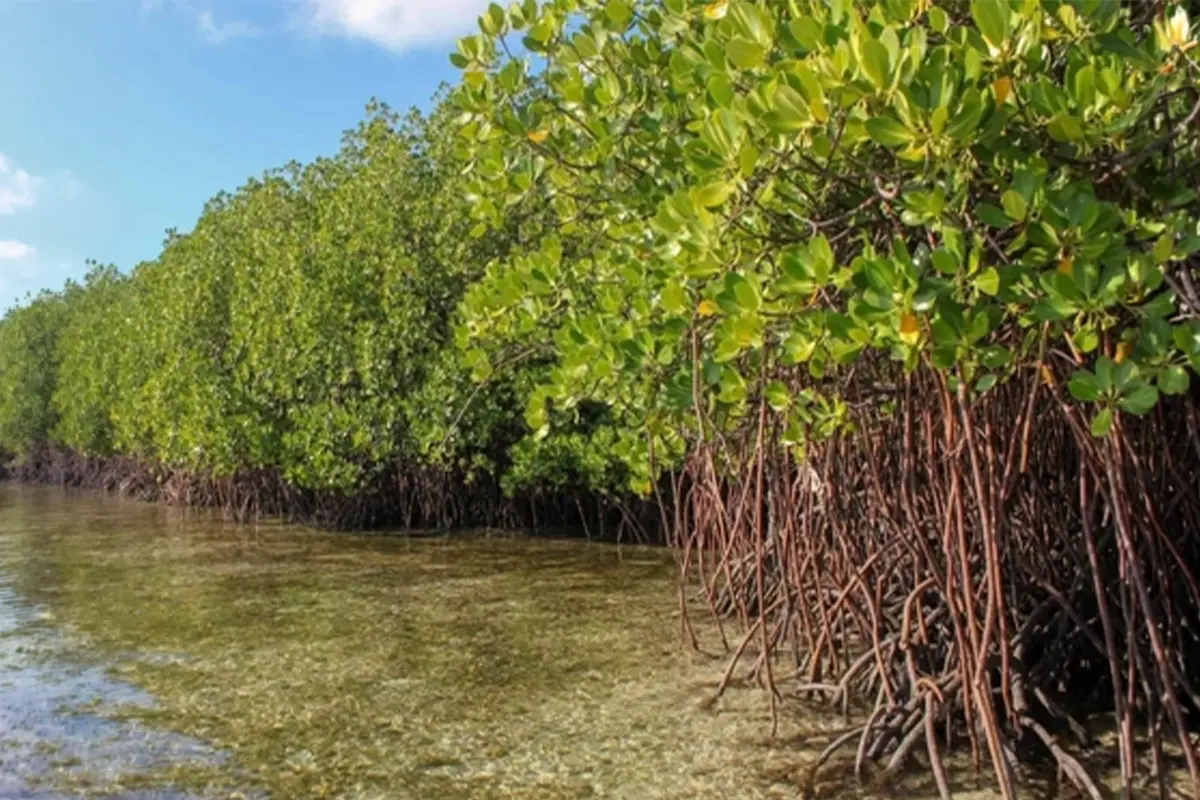 Climate Change Adaptation and Disaster Risk Reduction on the Coast