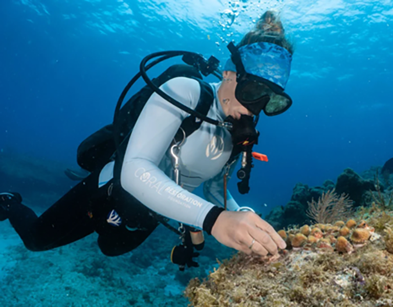 Biodiversity Credits