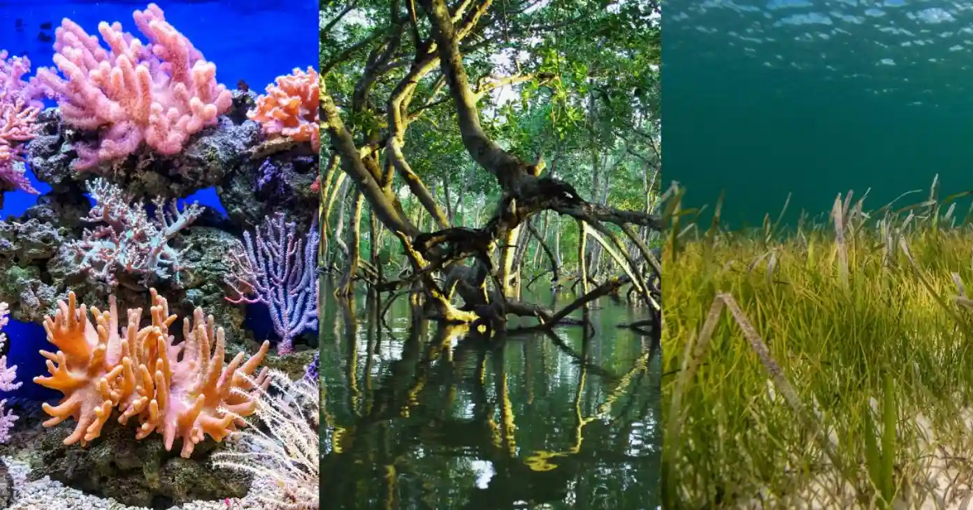 Blue carbon projects range from community