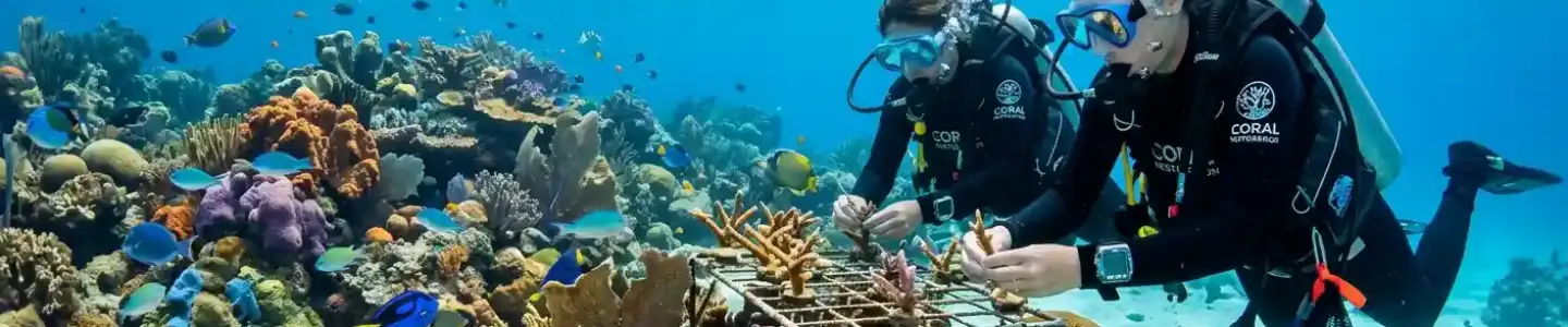 Coral Transplantation